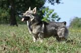 VASGOTASPETS 004